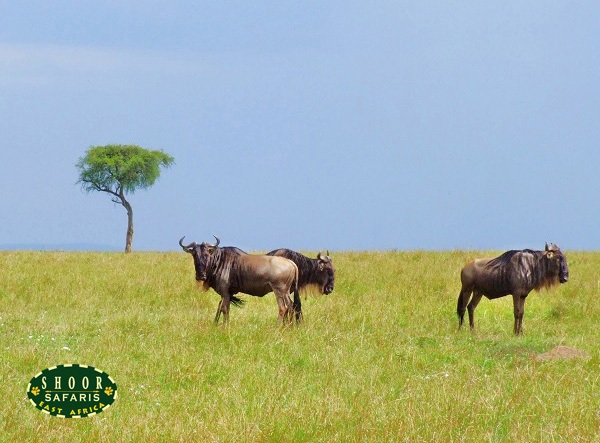 wildebeest in masai mara